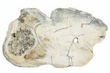 Mammoth Molar Slice With Case - South Carolina #291114-1
